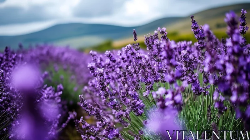 Captivating Lavender Field in Bloom - Nature Photography AI Image