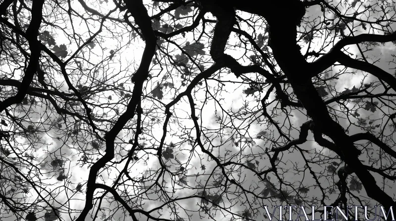 Black and White Tree Branches Against the Sky - A Captivating Nature Photograph AI Image