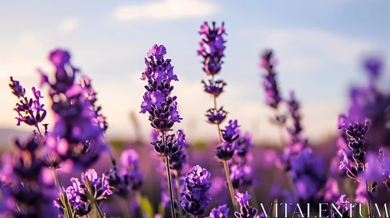 Lavender Field in Full Bloom: A Serene and Breathtaking Image AI Image