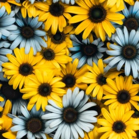 Field of Daisies Close-up
