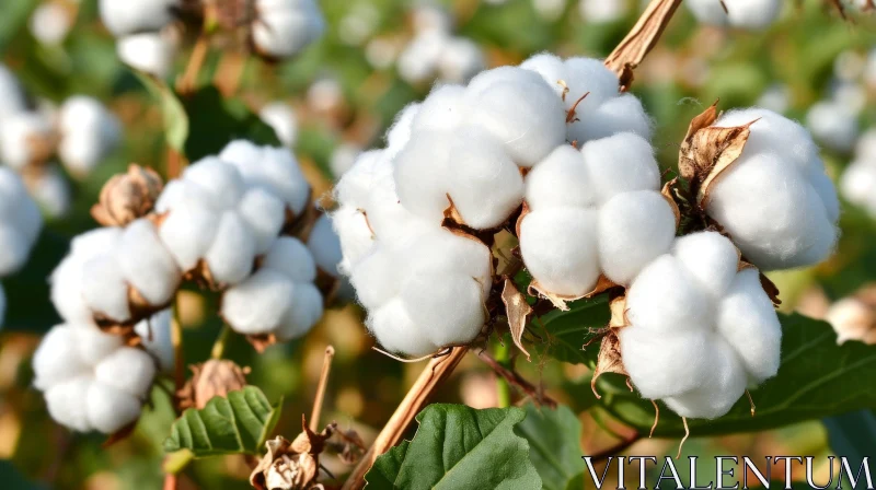 Close-up View of Bursting Cotton Bolls on a Green Cotton Plant AI Image