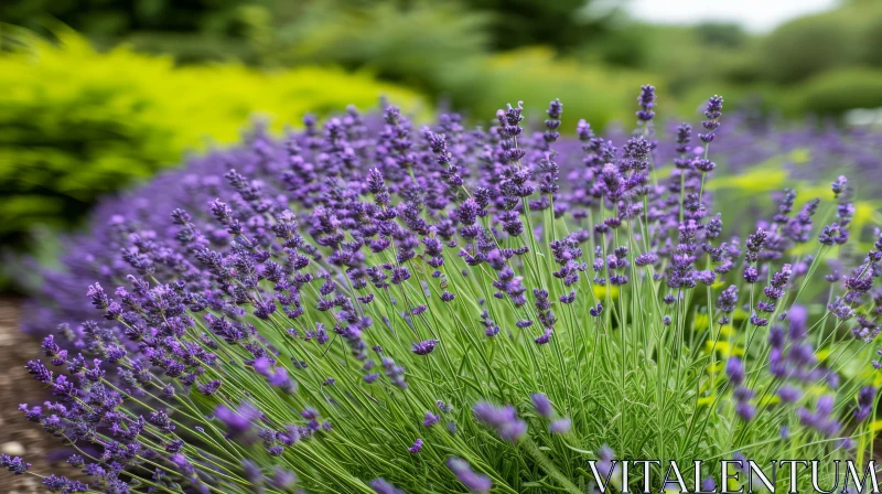 Lavender Field in Full Bloom | Serene Nature Scene AI Image