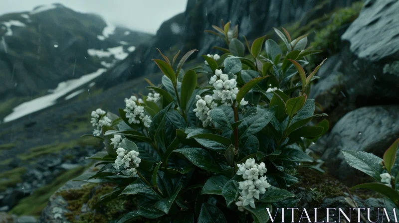 White Flowers and Green Leaves in Rocky Environment AI Image