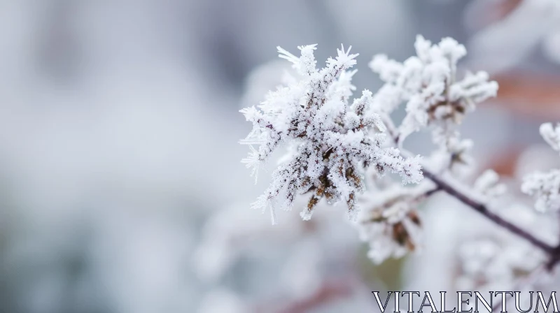 Frost-Covered Plant: Intricate Patterns and Delicate Beauty AI Image
