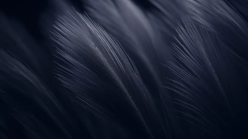Intricate Black Feather Texture Background
