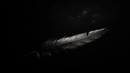 Delicate Black Feather on Dark Background