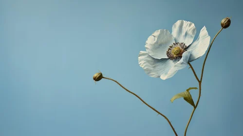 White Poppy Flower Photography - Elegant Bloom