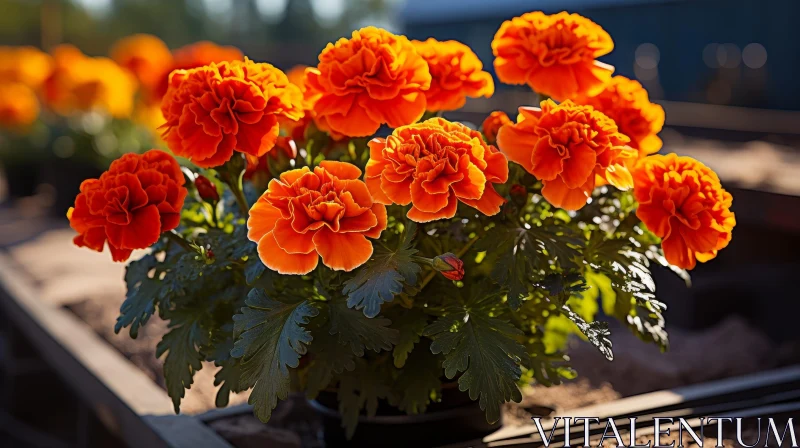 Beautiful Orange Marigold Flowerbed AI Image