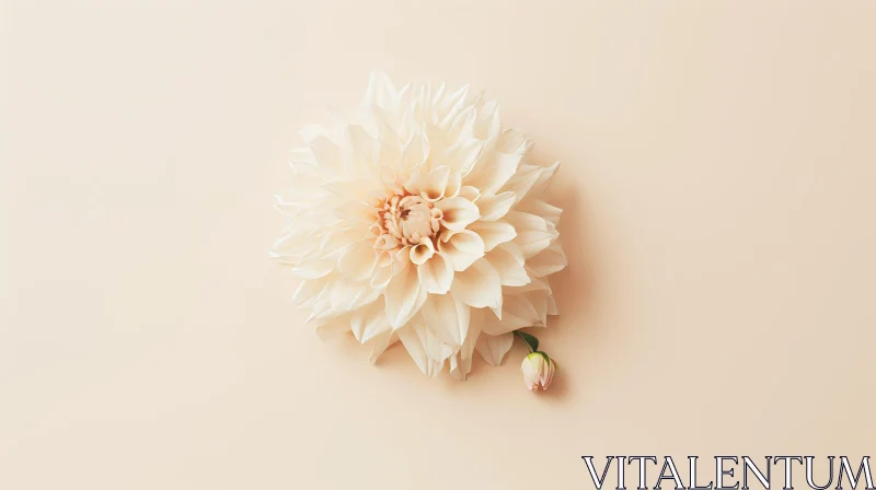 Beautiful Dahlia Flower Close-up on Cream Background AI Image