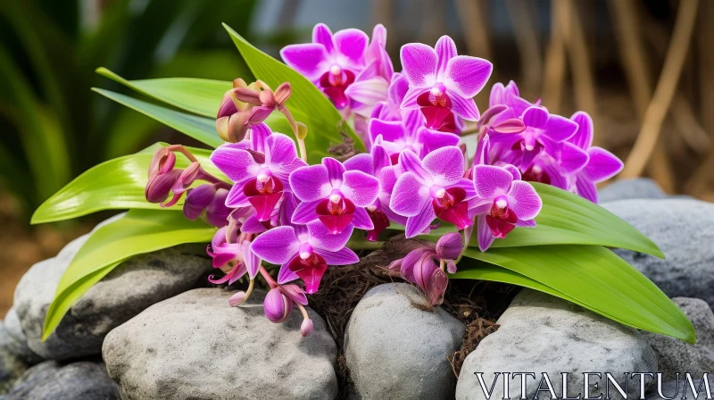 Pink Orchid Flower in Full Bloom AI Image
