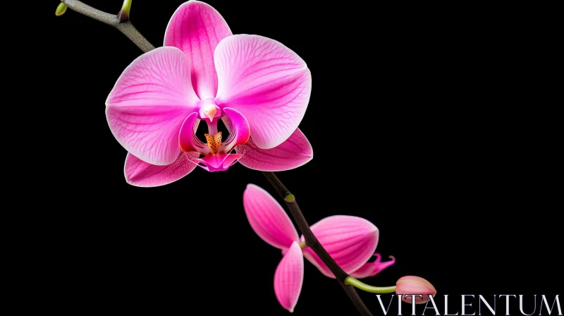 Pink Orchid Flower in Full Bloom - Stunning Floral Photography AI Image