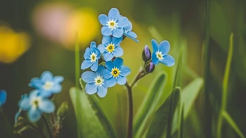Beautiful Blue Flowers Close-up