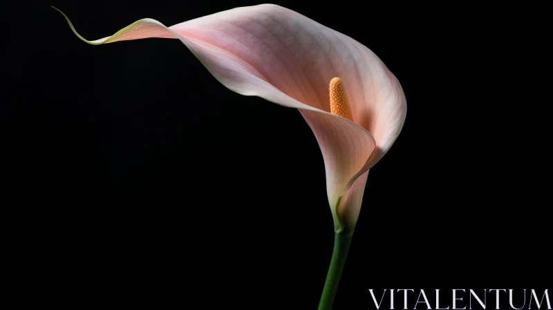 AI ART Elegant Calla Lily Flower in Full Bloom