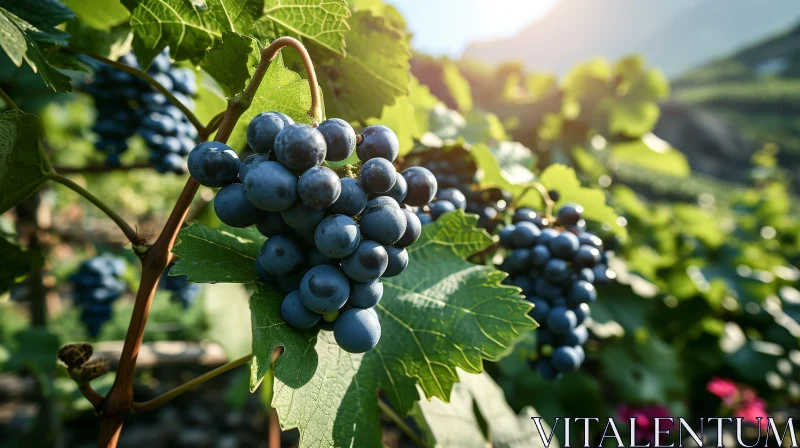 Ripe Blue Grapes on Lush Vine in Vineyard AI Image