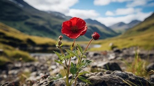 Red Flower in Rocky Field: Mountain Landscape View