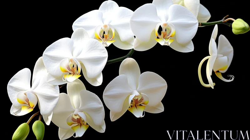 White Orchid Flower - Nature's Elegance Captured in a Photograph AI Image