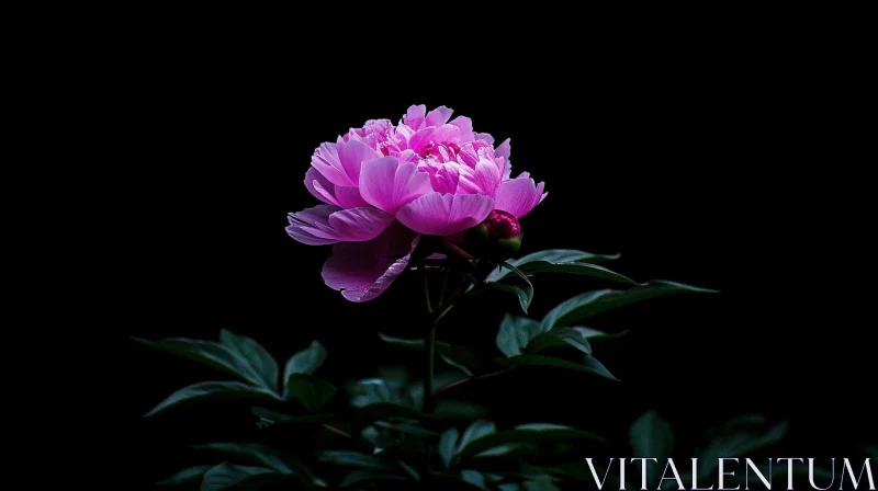 Pink Peony Flower in Full Bloom