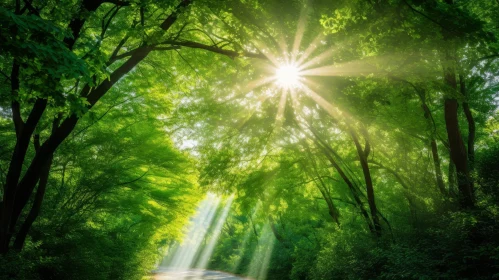 Sunlit Green Forest with Lush Trees and Road