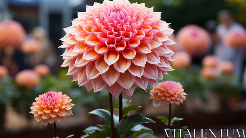 Pink Dahlia Flower Close-up in Full Bloom AI Image