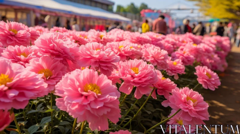 Pink Peony Flowers in Full Bloom on a Sunny Day AI Image