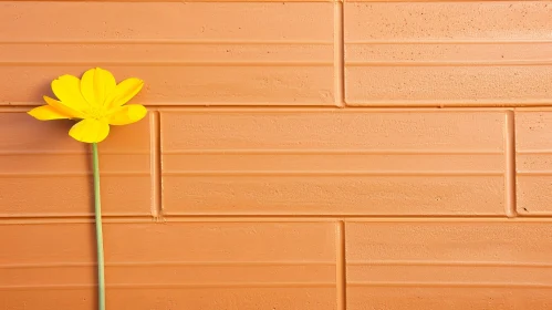 Yellow Flower on Brick Wall - Captivating Floral Contrast