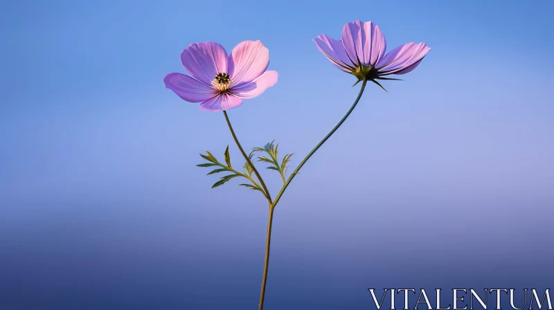 Pink Cosmos Flowers Close-Up Against Blue Background AI Image