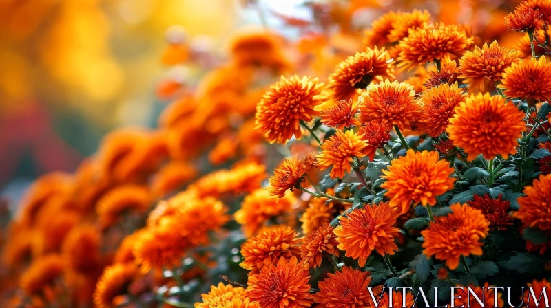 Orange Chrysanthemum Flowers Close-Up AI Image