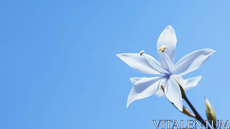 AI ART White Flower Close-up on Blue Background