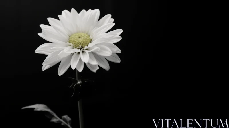 White Daisy Flower in Full Bloom - Black and White Photo AI Image