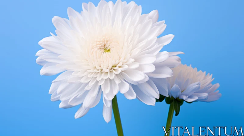 White Chrysanthemum Flowers on Blue Background AI Image