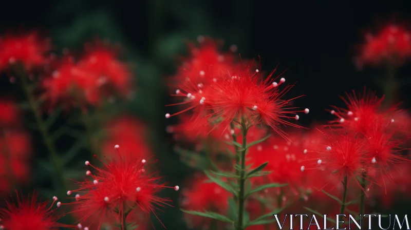Red Flower Close-up: Spider Lily Lycoris Radiata AI Image