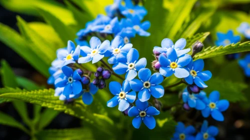 Blue Forget-me-not Flowers Close-up