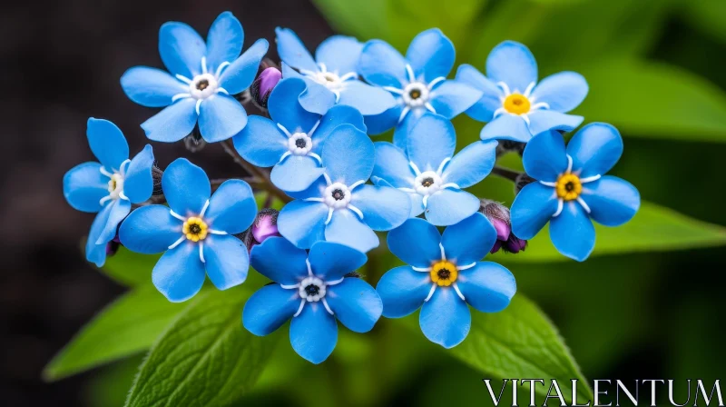 AI ART Blue Forget-Me-Not Flowers Close-Up | Circular Arrangement