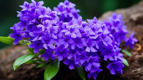 Delicate Violet Flowers Cluster - Close-Up Beauty