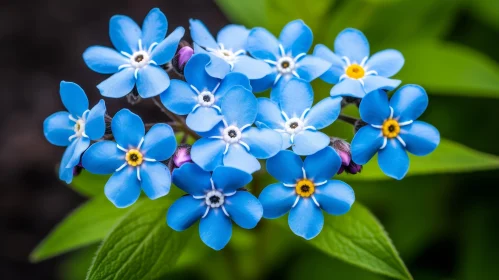 Blue Forget-Me-Not Flowers Close-Up | Circular Arrangement