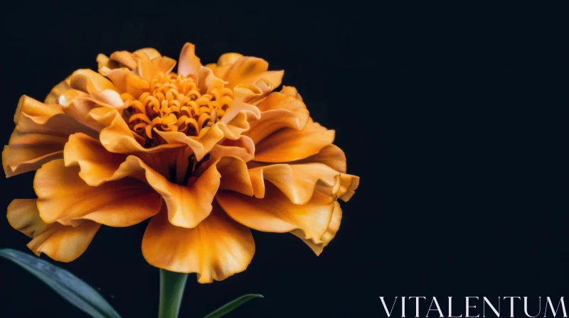 Orange Marigold Flower Close-Up AI Image