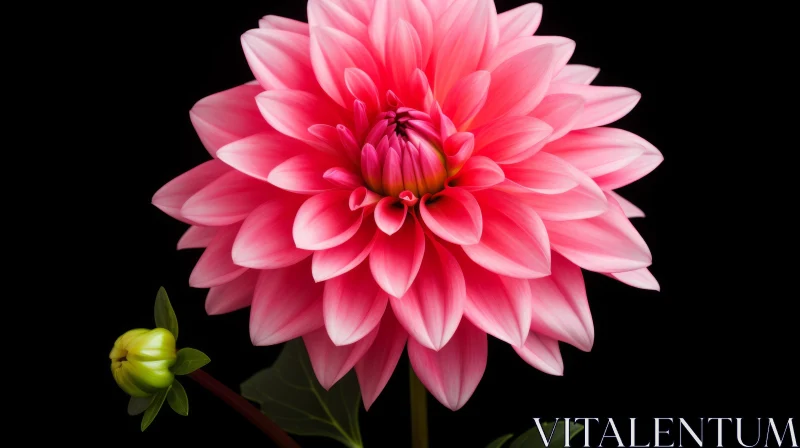 Pink Dahlia Flower Close-Up on Dark Background AI Image
