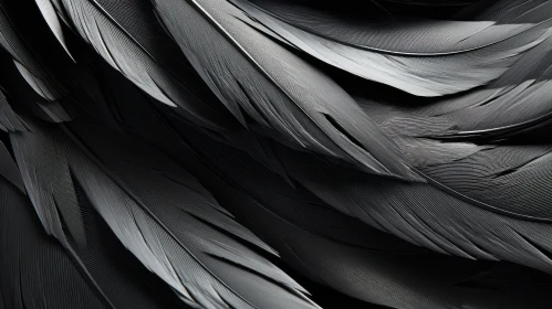 Intricate Black Feathers Texture | Abstract Natural Background