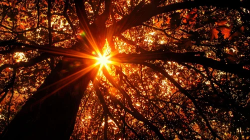 Sunlight Through Trees: A Natural Beauty