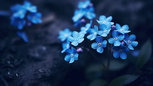 Delicate Blue Flowers Close-up