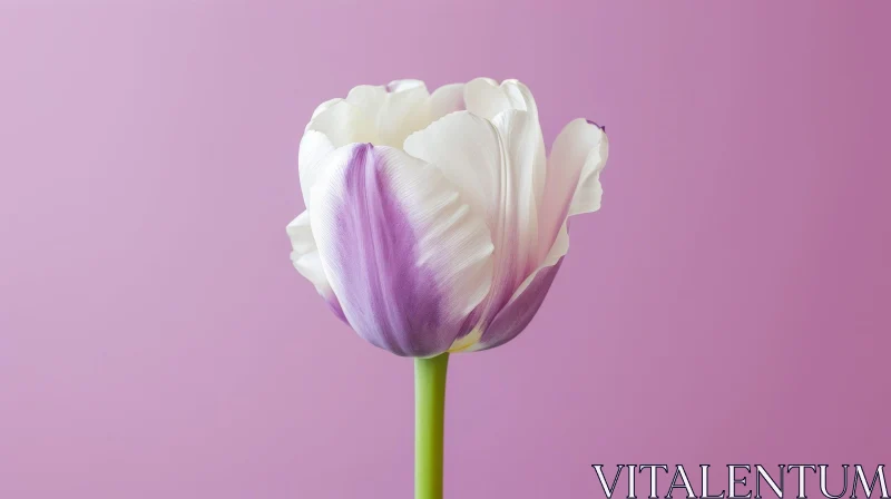 Beautiful Tulip Flower in Full Bloom AI Image