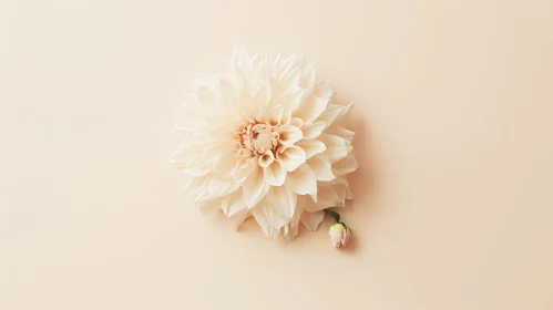 Beautiful Dahlia Flower Close-up on Cream Background