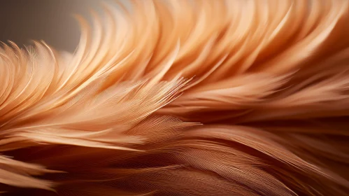 Close-up Pink Flamingo Feather - Detailed and Realistic