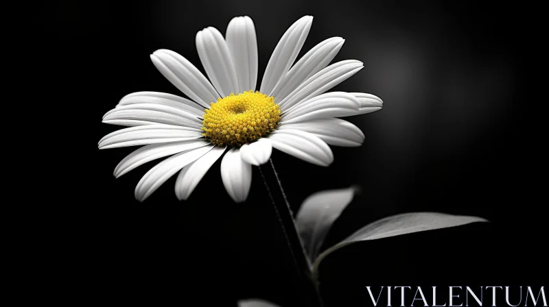 White Daisy Close-Up: Symbol of Innocence and Purity AI Image