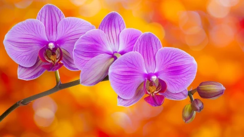 Purple Orchids Branch on Orange Blurred Background