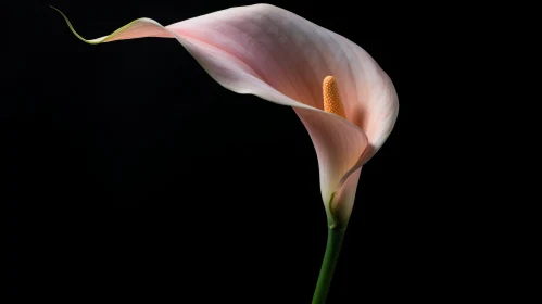Elegant Calla Lily Flower in Full Bloom