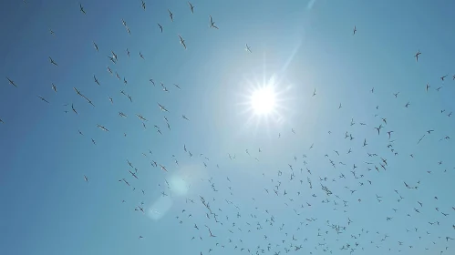 Graceful Flight: Majestic Birds Soaring in the Sunlit Sky