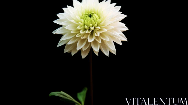 White Dahlia Flower Close-Up: Stunning Nature Image AI Image