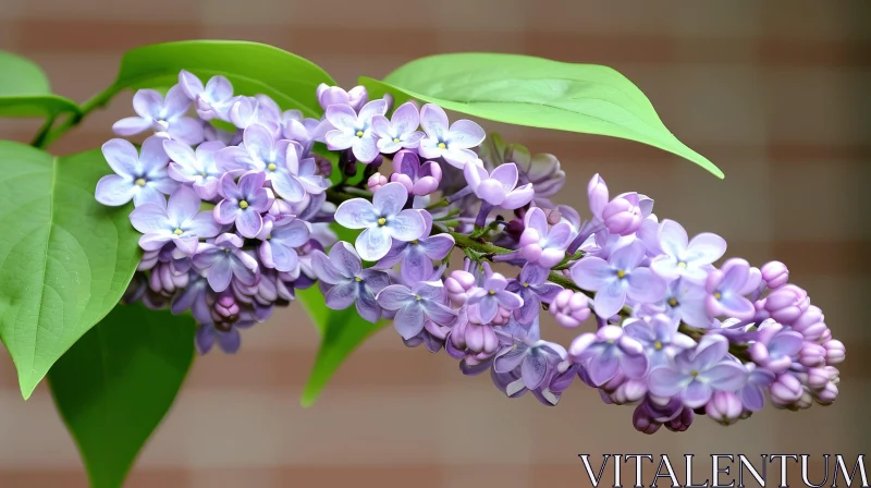 Beautiful Lilac Flowers in Natural Light AI Image