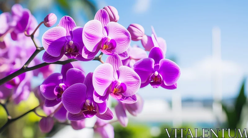 Purple Orchids in Bloom - Close-up Floral Photography AI Image